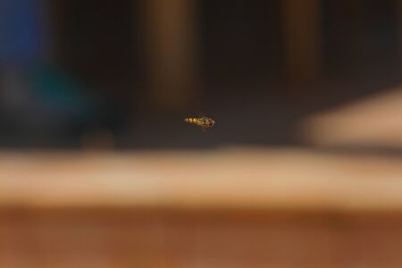 European hover-fly hovering in mid flight Latin name episyrphus balteatus isolated and at eye levelの写真素材