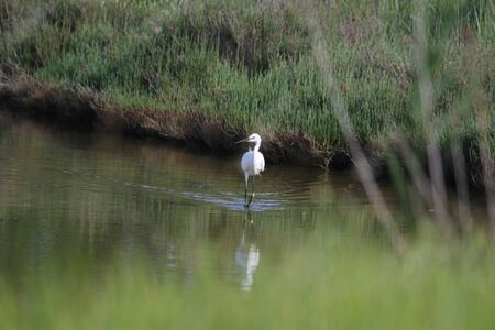 Little egret or white heron Latin name egretta garzetta iv clearly showing yellow feet wading in the Po Delta national park in Comacchio Italyの写真素材