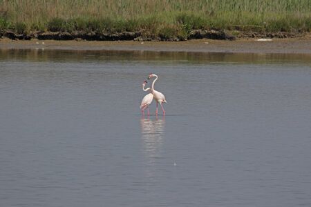 Two flamingos in mating ritual almost kissing Latin name fenicottero phoenicopterus ruber bird in Comacchio the Po Delta national park in Italyの写真素材