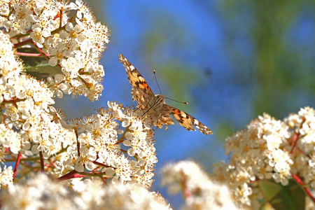 Painted lady butterfly head on close up on a photinia flower looking like an aircraft clearly showing head and eyes Latin name cynthia cardui or vanessaの写真素材