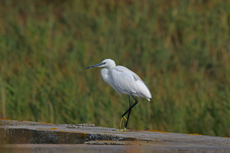 Little egret or white heron closeup Latin name egretta garzetta clearly showing yellow feet parading on a wall in the Po Delta national park in Comacchio Italyの写真素材