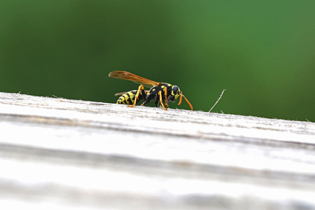 Tree wasp, or paper wasp, wings raised very close up Latin name pollistes gallicus dolichovespula sylvestris stripping wood from garden furniture in Italyの写真素材