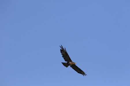 common buzzard or buteo buteo or poiana raptor falcon soaring in flight in Italyの写真素材