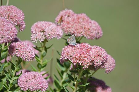 common blue butterfly blue bodied but before showing blue colour color with orange spots and pale wings Latin polyommatus icarus boalensis on pink iceplant Latin sedum cauticolum cauticola in Italyの写真素材