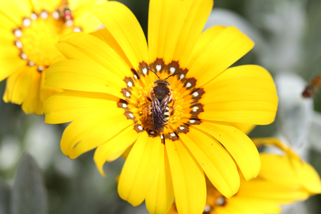 worker bee or buzzing stripy bumblebee apis mellifera or megachile maritima on gazania rigens or splendens variegata compositae asteraceae also known as treasure flowerの写真素材