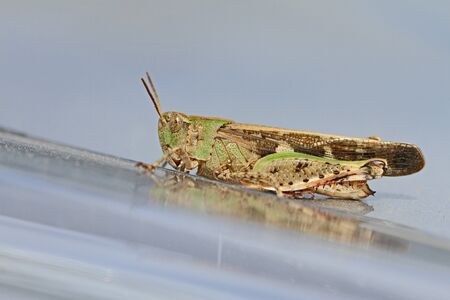 Mottled grasshopper close up Latin name myrmeleotettix maculatus on shiny silver surface in summer in Italyの写真素材