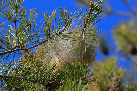 Pine processionary caterpillar nest Latin name thaumetopoea pityocampa thaumetopoeidae can cause irritation in a Mediterranean pine tree pinus pinea or stone pine in spring in Italyの写真素材