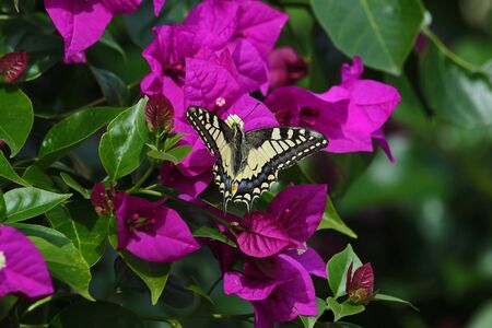 Common swallowtail butterfly feeding on bougainvillea flower Latin name papilio machaon in summer in Italyの写真素材