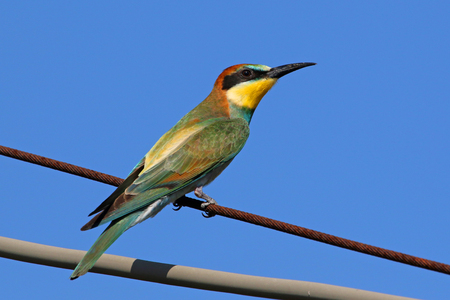 bee eater Latin name merops apiaster with very close up perched on a wire in Italy gruccioneの写真素材