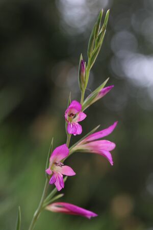 wild gladioli or gaudy glad and gladiolus byzantinus also sword lily very close up in spring in Italyの写真素材
