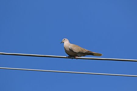 Collared dove also called streptopelia deaocto or mourning dove perched on a wire, from the pigeon or columbidae family of birdsの写真素材