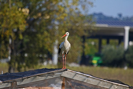 urious white stork or cicogna ciconia parading on a roof looking at the camera in Italyの写真素材