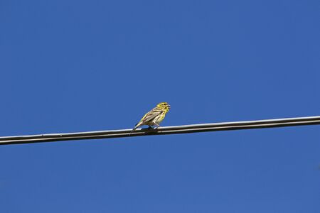 serin bird Latin name serinus serinus singing and dancing on a telegraph wire in spring in Italyの写真素材