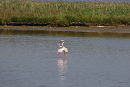 Two flamingos in mating ritual almost kissing Latin name fenicottero phoenicopterus ruber bird in Comacchio the Po Delta national park in Italyの写真素材
