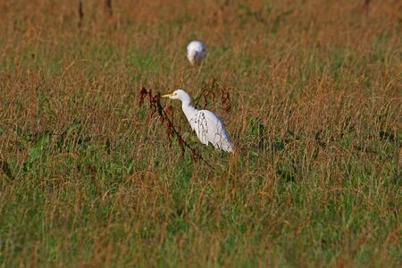 cattle egrets in winter feeding on flooded agricultural field in Central Italy starting to show breeding colours Latin name bubulcus ibis and once called a buff-backed heronの写真素材