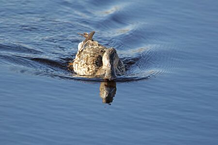 Female shoveler or shoveller duck Latin name anas clypeata family anatidae swimming and shoveling water in the Sentina nature reserve in Poto DAscoli Italy in late Februaryの写真素材