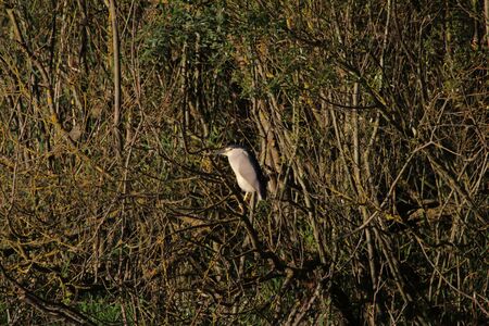 Black crowned night heron or nycticorax or nitticora perched on a branch during the day in the marshes in Colfiorito Umbria Italyの写真素材