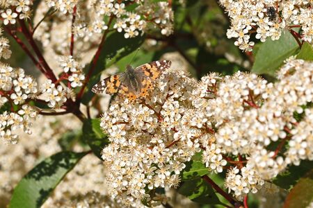 Painted lady butterfly close up wings spread out Latin cynthia cardui or vanessa but with slightly battered wings on a photinia flower in Italyの写真素材