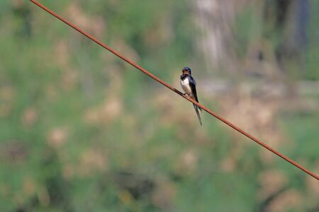 Swallow Latin name hirundo rustica close up with beautiful red face and blue feathers perched on a rusty wire in Comacchio Italyの写真素材