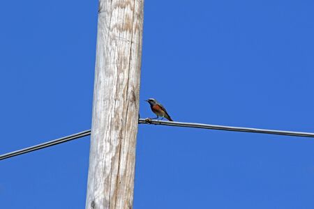 male redstart bird Latin name phoenicurus family muscicapidae feeding on insects hatching from a telegraph or telephone pole in Italy in springtime passeriformes bird feeding on a telegraph wireの写真素材