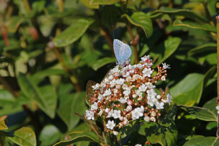 Holly blue butterfly Latin name celastrina argiolus feeding on a viburnum bush or flower caprifoliaceae in springtime in Italyの写真素材