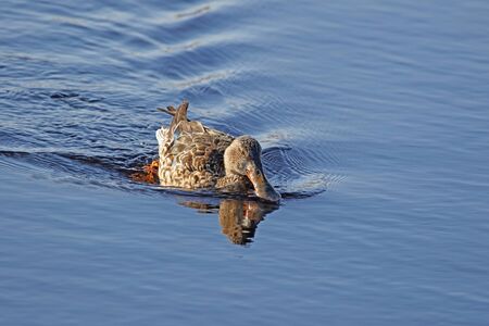 Female shoveler or shoveller duck Latin name anas clypeata family anatidae swimming and shoveling water in the Sentina nature reserve in Poto DAscoli Italy in late Februaryの写真素材