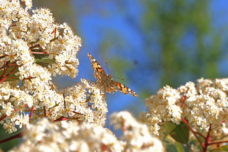 Painted lady butterfly head on close up on a photinia flower looking like an aircraft clearly showing head and eyes Latin name cynthia cardui or vanessaの写真素材