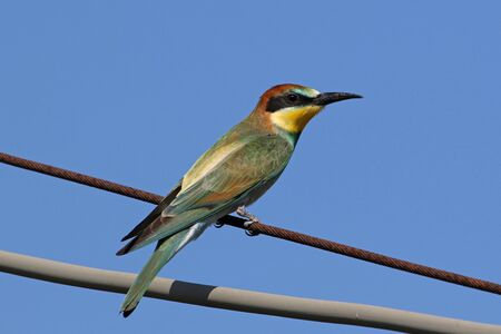 bee eater Latin name merops apiaster with very close up perched on a wire in Italy gruccioneの写真素材