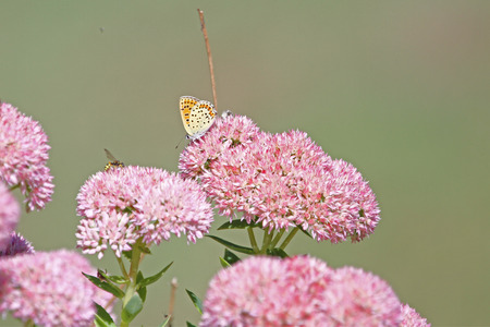 common blue butterfly blue bodied but before showing blue colour color with orange spots and pale wings Latin polyommatus icarus boalensis on pink iceplant Latin sedum cauticolum cauticola in Italyの写真素材
