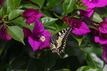 Common swallowtail butterfly feeding on bougainvillea flower Latin name papilio machaon in summer in Italyの写真素材