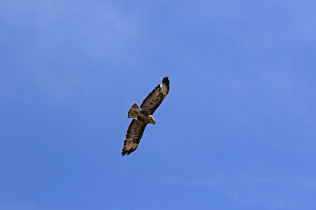 common buzzard or buteo buteo or poiana raptor soaring in flight in Italyの写真素材