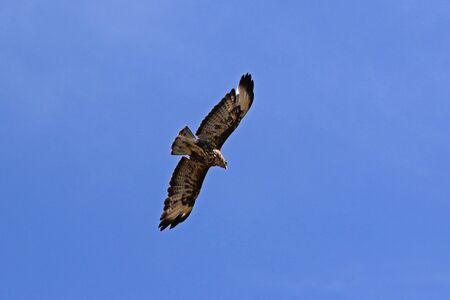 common buzzard or buteo buteo or poiana raptor close up soaring in flight in Italyの写真素材