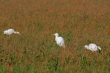 cattle egrets in winter feeding on flooded agricultural field in Central Italy starting to show breeding colours Latin name bubulcus ibis and once called a buff-backed heronの写真素材