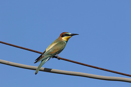 bee eater Latin name merops apiaster very close up perched on a wire in Italy gruccioneの写真素材
