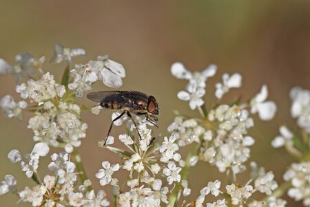 house fly or housefly Latin name musca domestica or stomoxys calcitrans muscidae extremely close up feeding on viburnum flower caprifoliaceae in Italyの写真素材