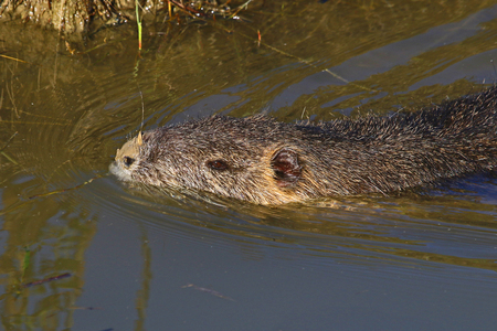 Coypu or nutria or type of beaver swimming in a stream in Italy Latin name myocastor coypusの写真素材