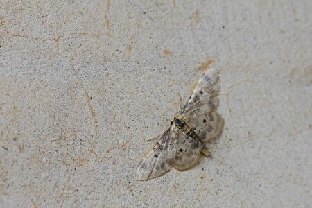 Lustrous least carpet moth Latin name idaea filicata not rusticata or vulpinaria from the family geometridae and dusty wave at rest on a wall in summer in central Italyの写真素材