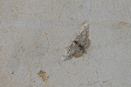 Lustrous least carpet moth Latin name idaea filicata not rusticata or vulpinaria from the family geometridae and dusty wave at rest on a wall in summer in central Italyの写真素材