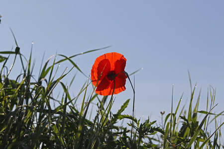 Poppy flower Latin name papaver dubium with the light behind in Italy in Springtime remembrance flower first world warの写真素材