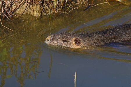 Coypu or nutria or type of beaver swimming in a stream in Italy Latin name myocastor coypusの写真素材