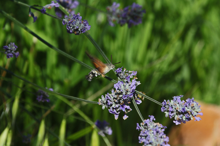Humming bird hawk moth or hawkmoth Latin name macroglossum stellatarum mid-flight feeding on lavender flowers lavandula in Italyの写真素材
