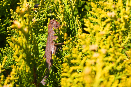 Egyptian grasshopper or giant grasshopper close up Latin name aegyptium anacridium on a thuja tree Latin name arbor vitae cupressaceae showing stripe on eye in Italyの写真素材