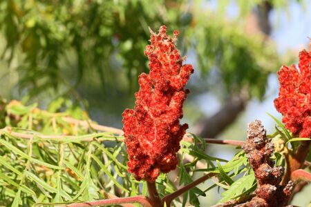 ripe rhus or sumac sumach panicle bright red in colour in early autumn in Italy also called a staghorn or typhina from the anacardiaceae familyの写真素材