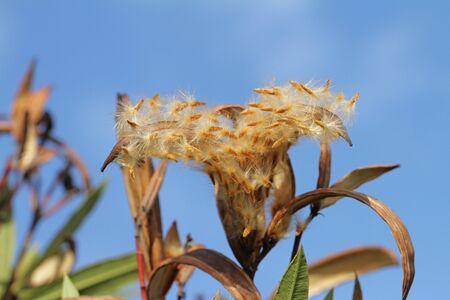 oleander seeds bursting from their pod in early springtime in Italy Latin name nerium oleander family apocynaceaeの写真素材