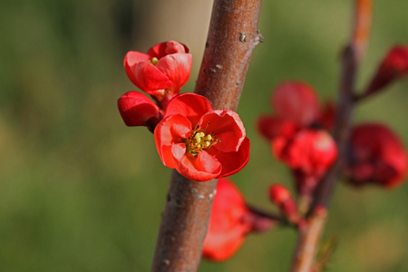 cydonia or chaenomeles japonica blossom camellia very close up in spring in Italyの写真素材