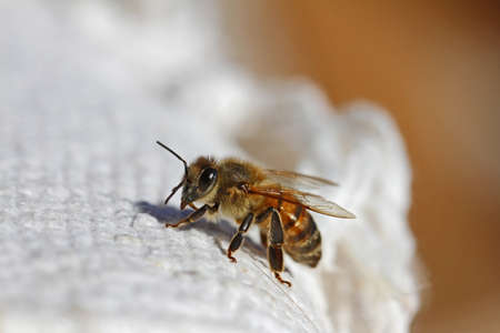 honey bee or worker bee extreme close up Latin apis mellifera crawling on a white cloth in Italy in springtimeの写真素材