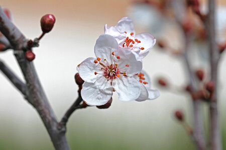 Wild or sour cherry blossom and bud in the sun prunus avium or cerasus similar to a cherry plum prunus cerasifera very close up family rosaceae in spring in Italyの写真素材