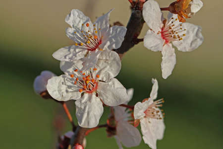 wild or sour cherry blossom and bud in the sun prunus avium or cerasus similar to a cherry plum prunus cerasifera very close up family rosaceae in spring in Italyの写真素材