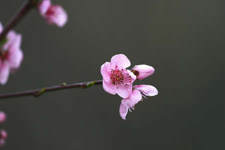 pink peach blossom Latin name prunus persica family rosaceae with water droplets in Italy in springtime state symbol of Georgiaの写真素材