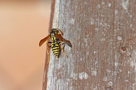 Tree wasp, or paper wasp very close up Latin name pollistes gallicus dolichovespula sylvestris stripping wood from garden furniture in Italyの写真素材